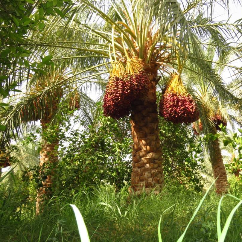 Date Mazafati soft