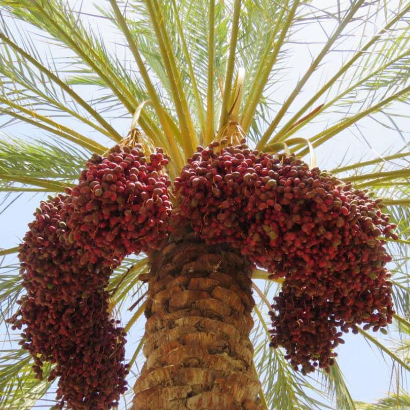Date Mazafati soft