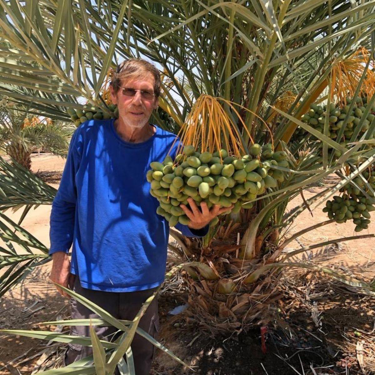 Datte Medjool Jumbo Premium