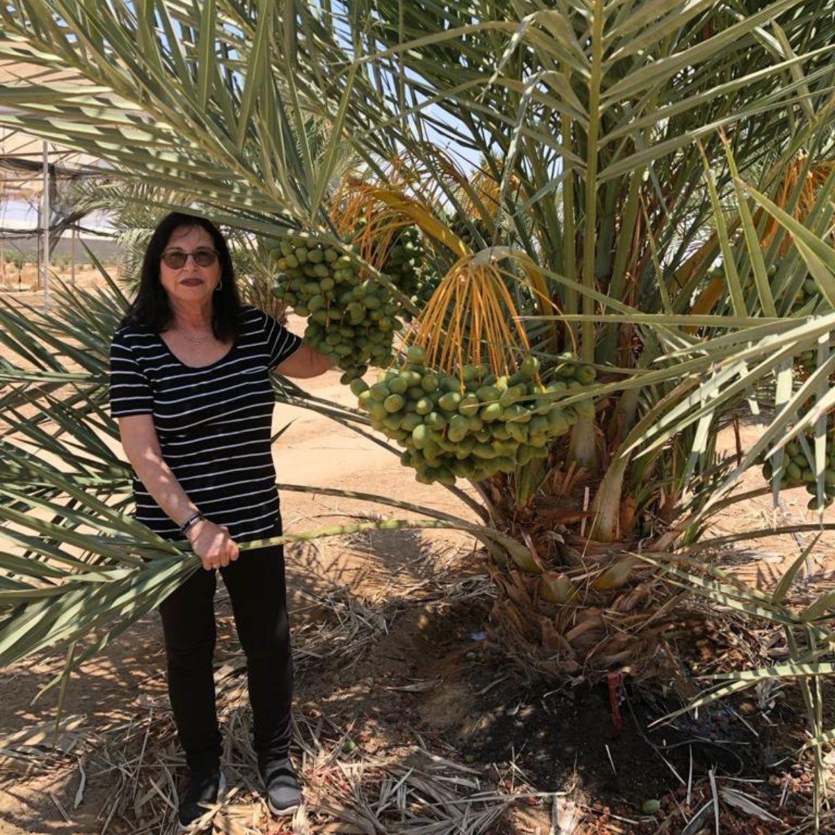 Datte Medjool Jumbo Premium