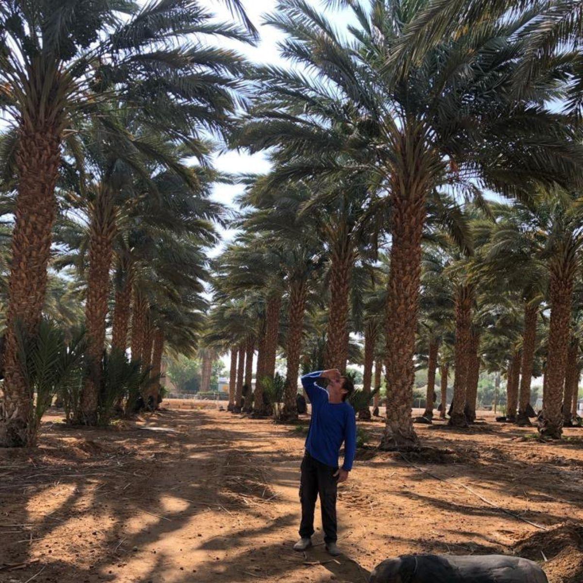 Datte Medjool Jumbo Premium