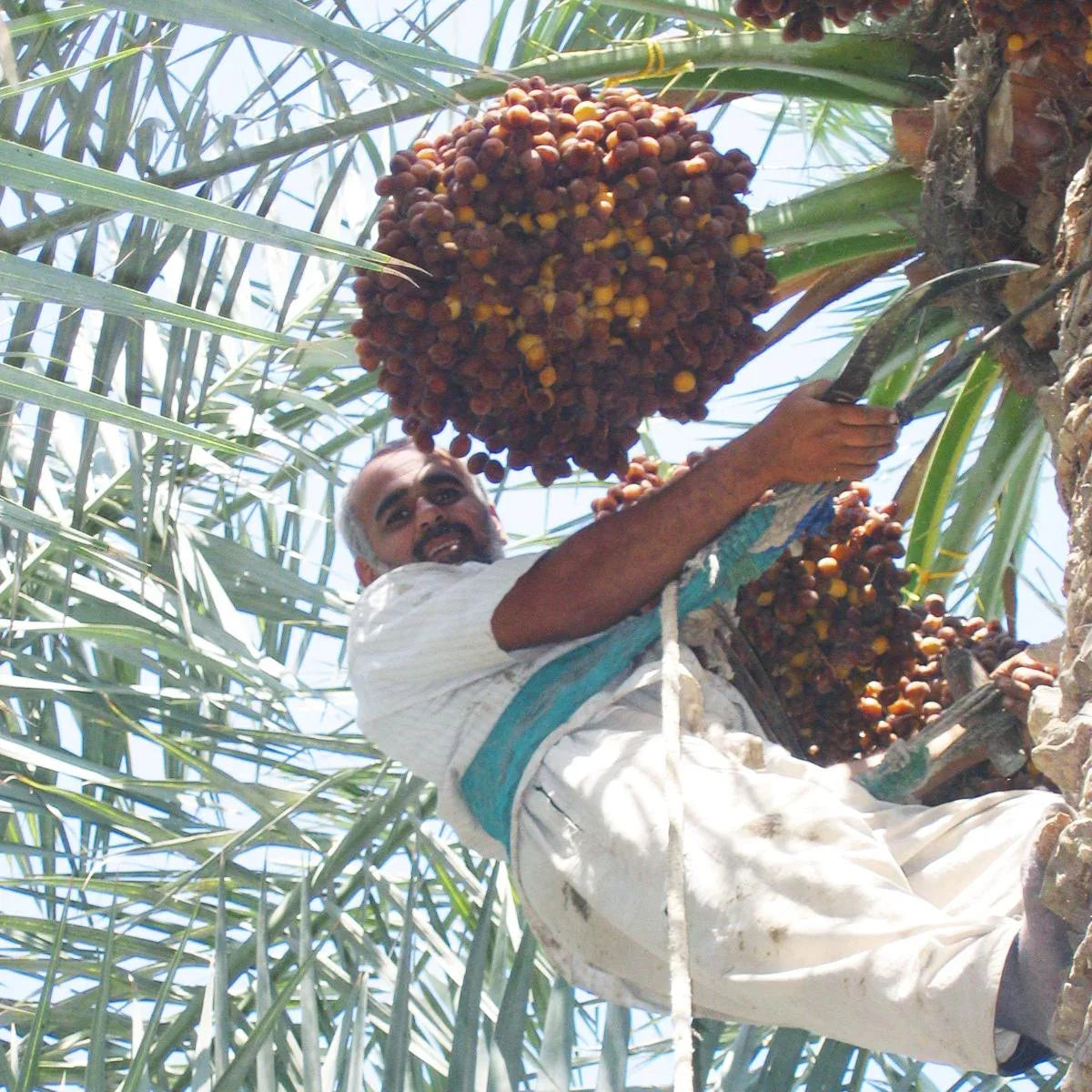 Coffret de découverte des dattes