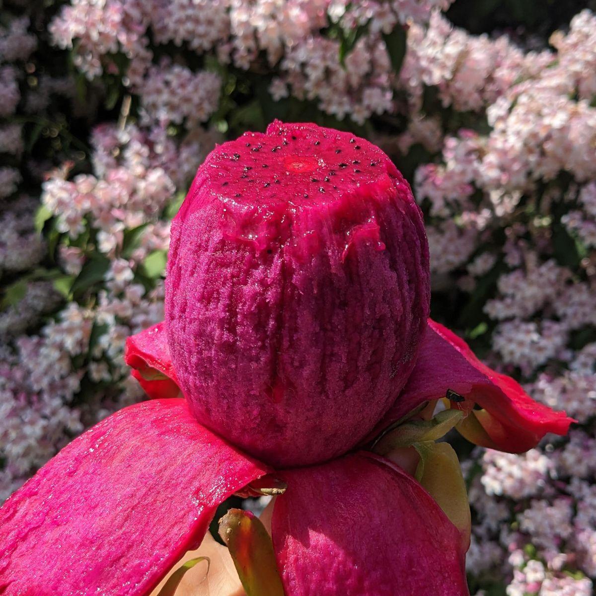 Drachenfrucht (Pitaya) rot