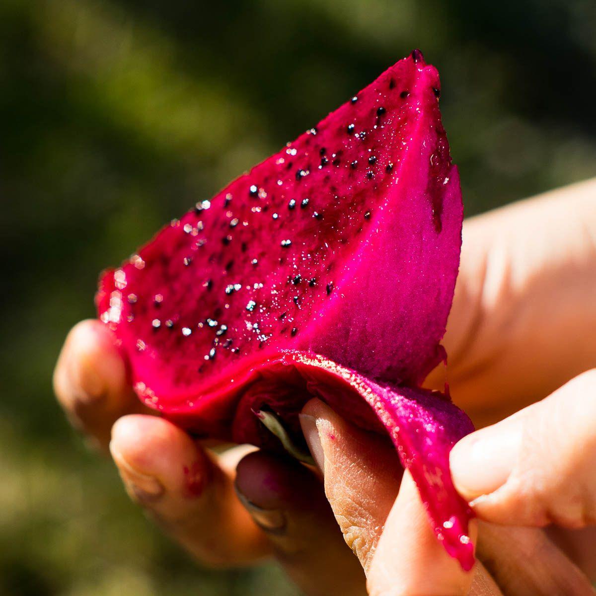 Drachenfrucht (Pitaya) rot