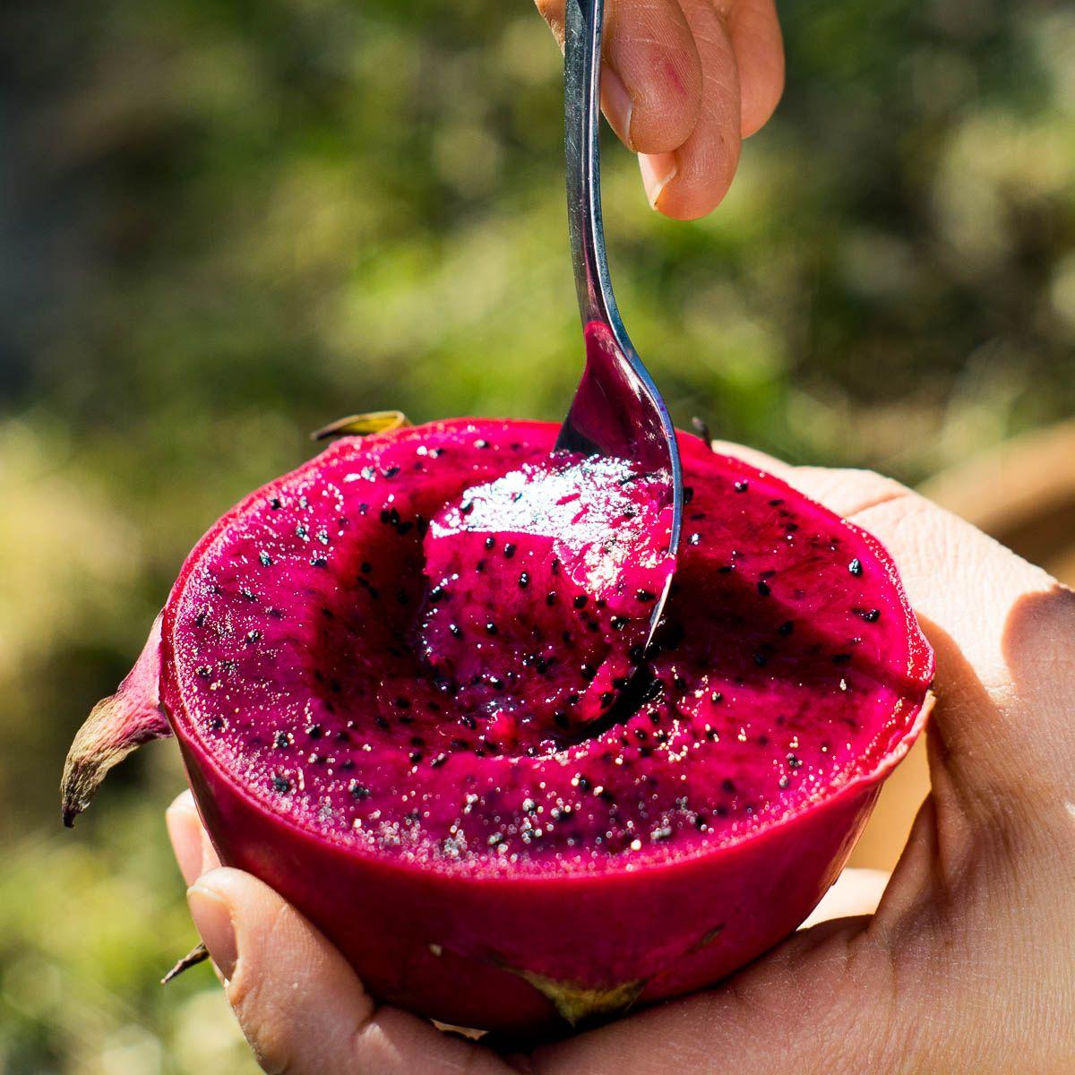 Drachenfrucht (Pitaya) rot