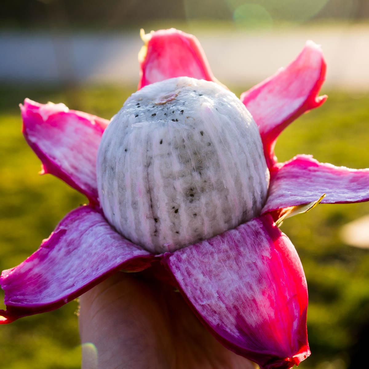Dragon fruit (pitaya) white