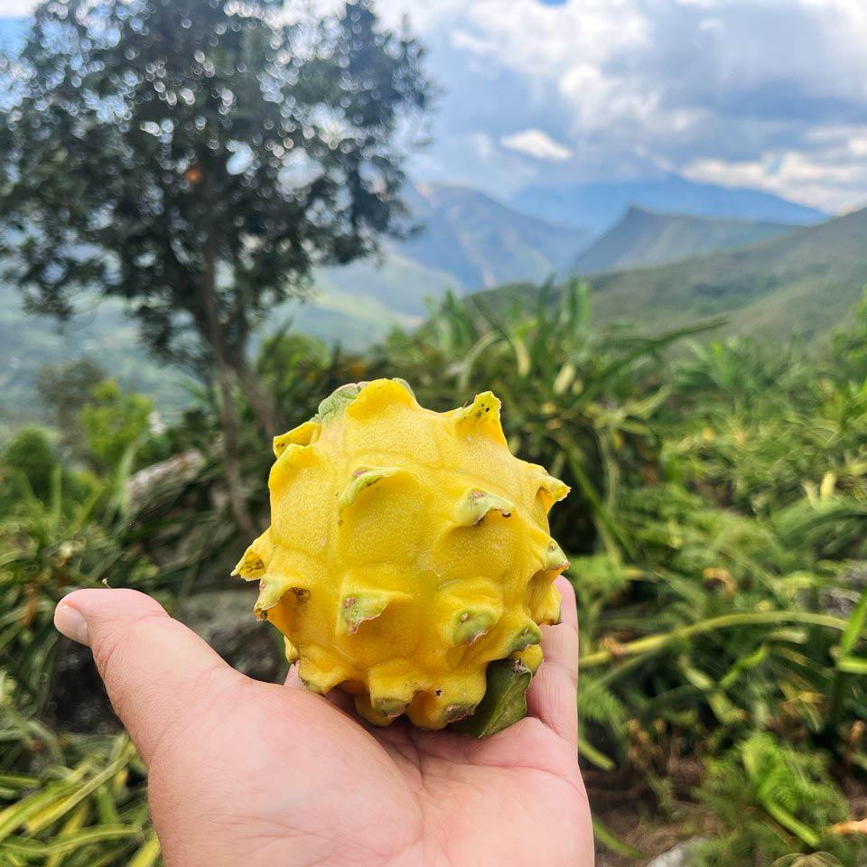 Dragon fruit (pitaya) yellow sweet