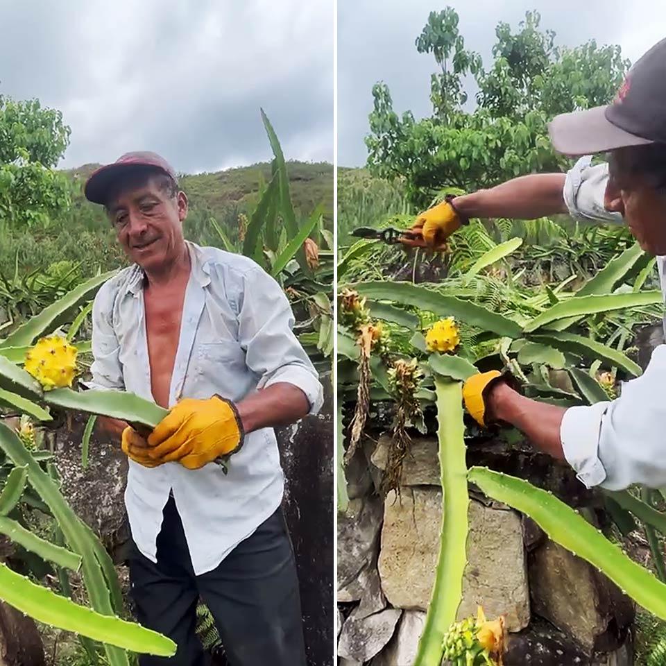 Dragon fruit (pitaya) yellow sweet