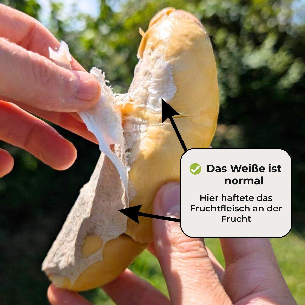 Durian Mon Thong peeled