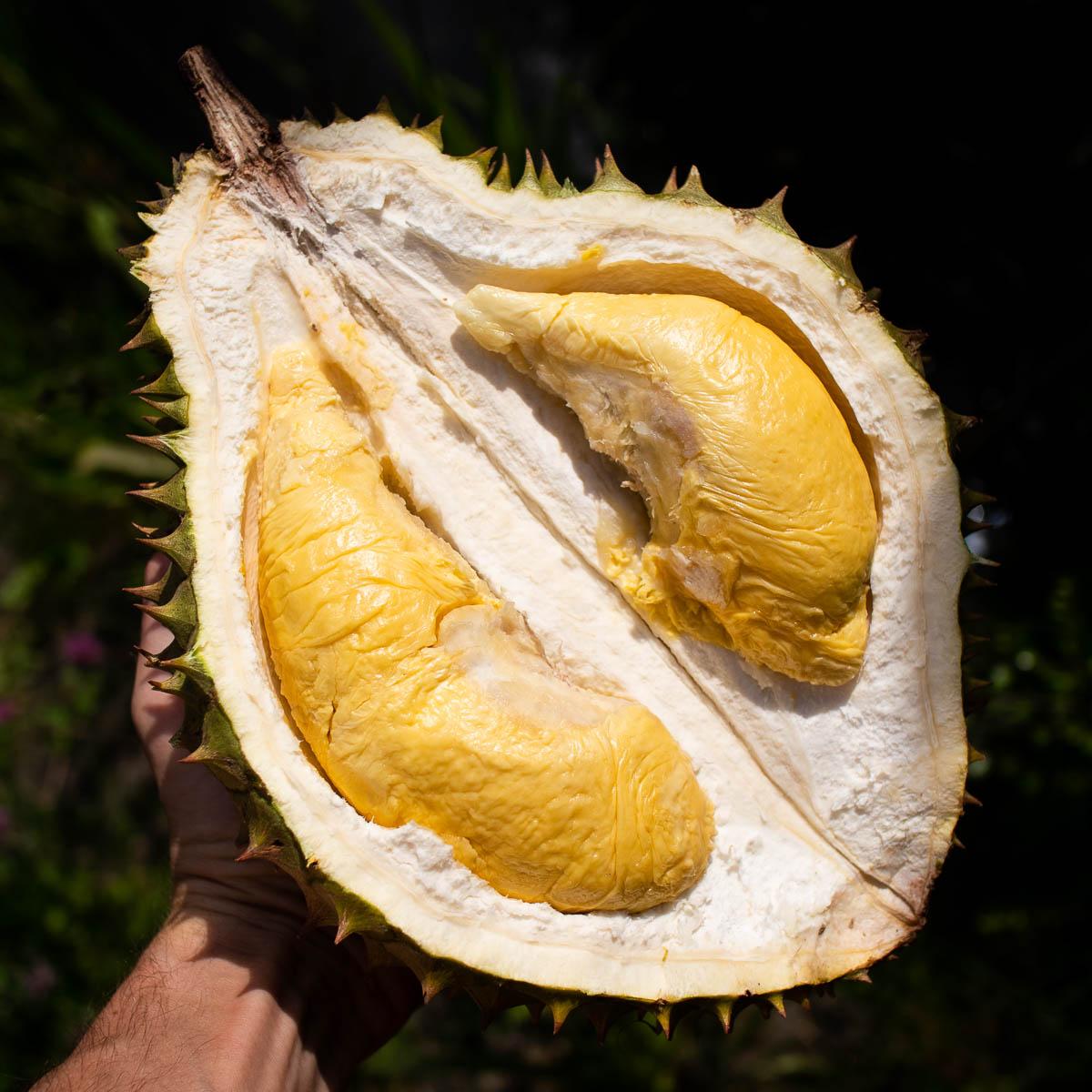 Durian Ri Sao peeled