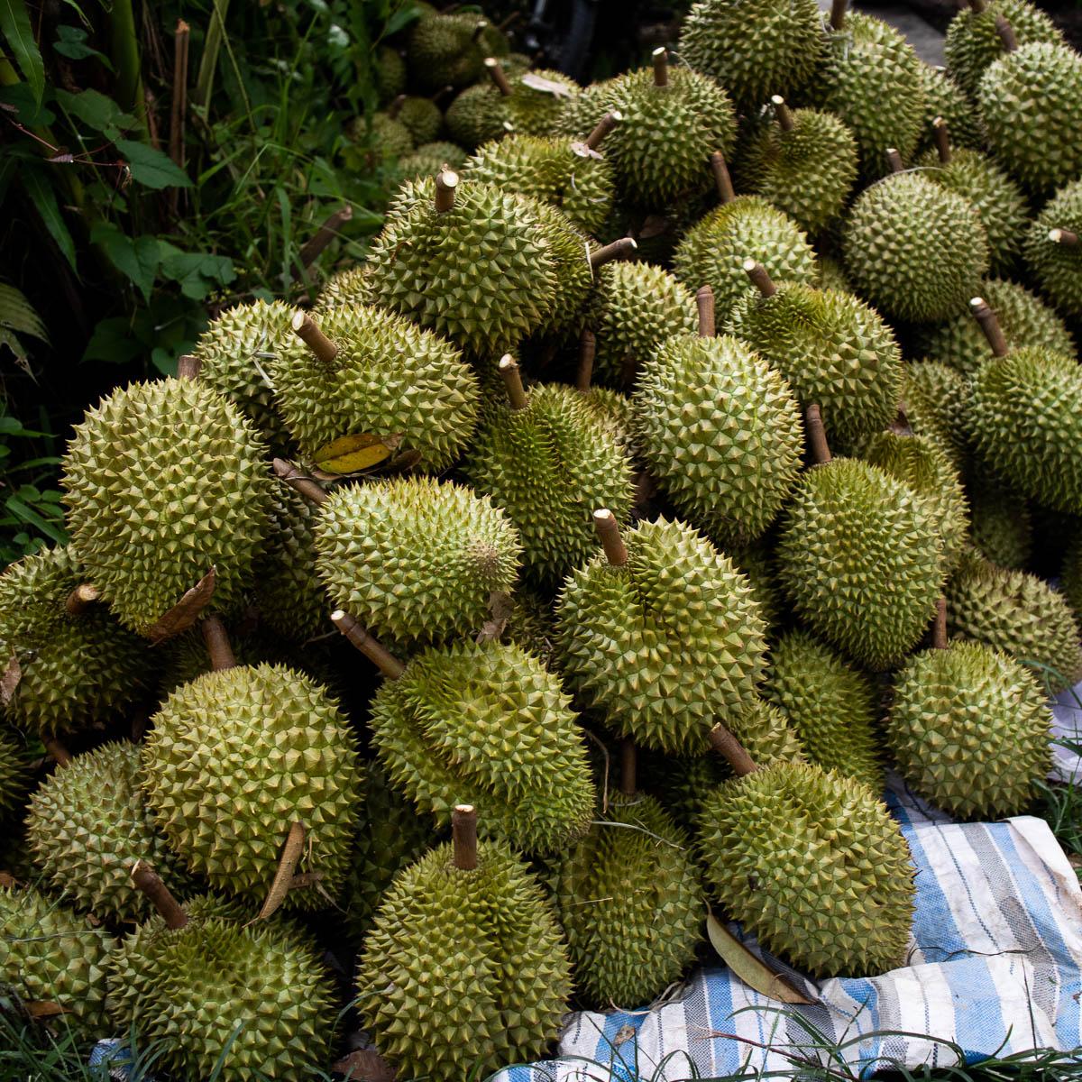 Durian Ri Sao, whole