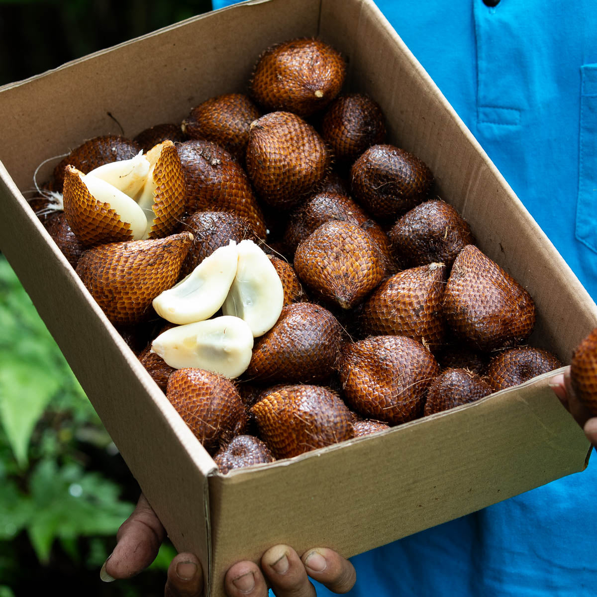 Salak Honey