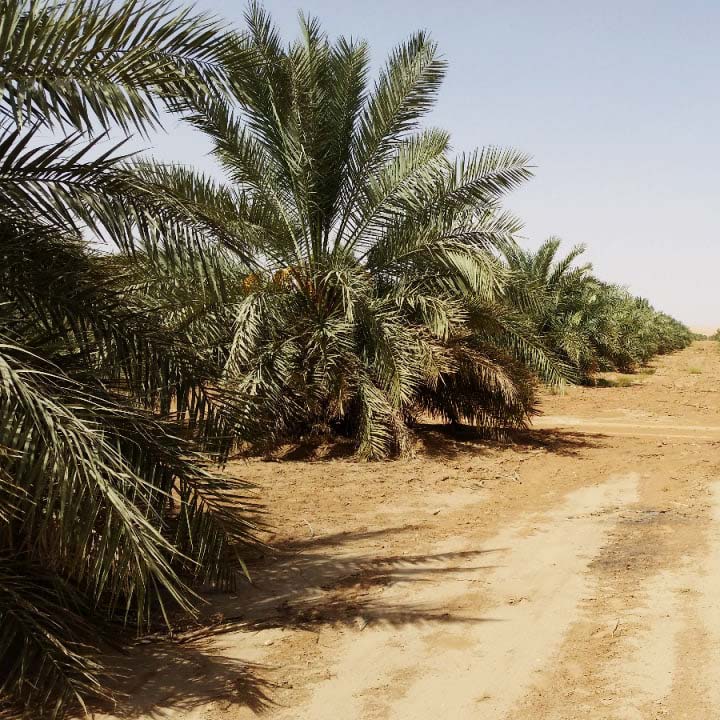 Date Sukkari Gold Juicy