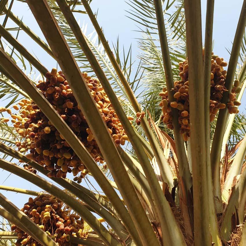 Dattel Sukkari Gold Juicy