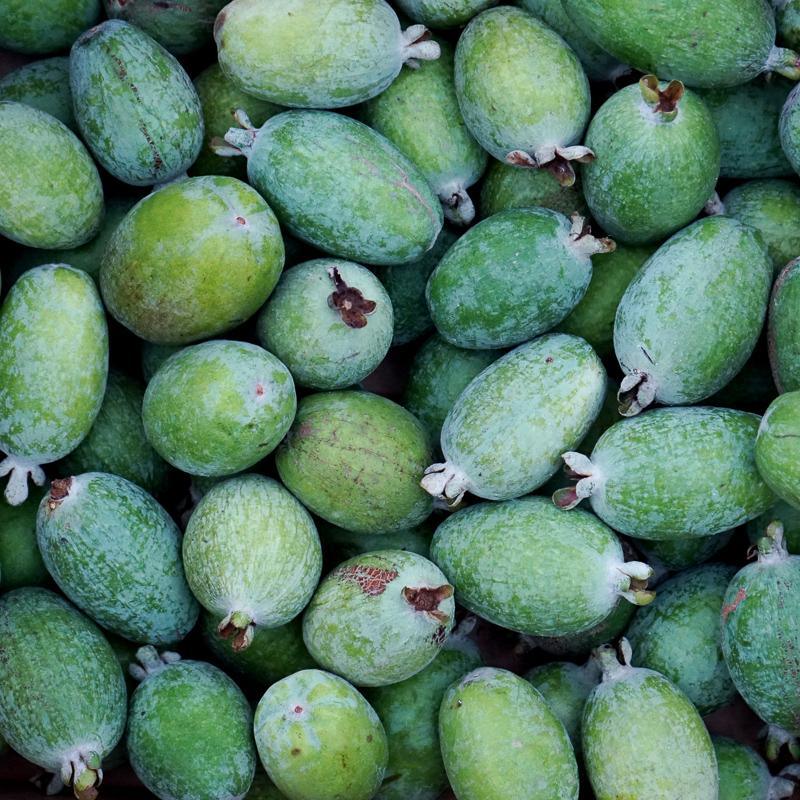 Feijoa