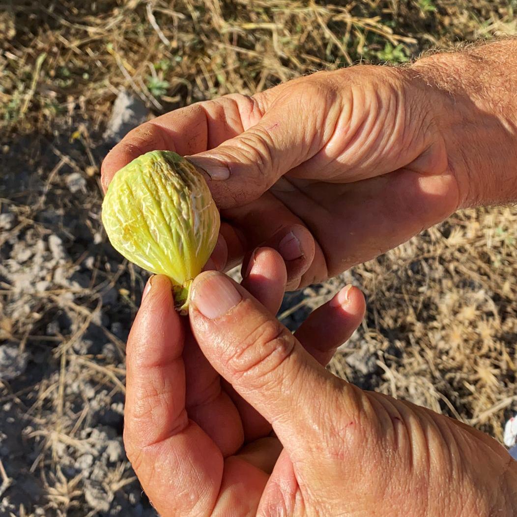 Fig white half-fresh