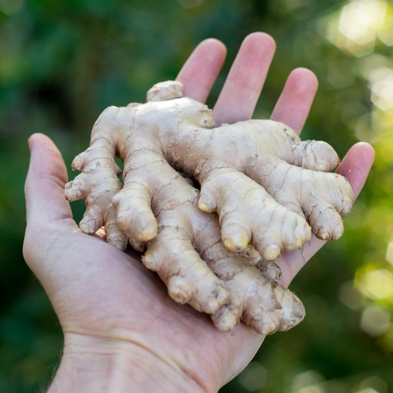 Ginger