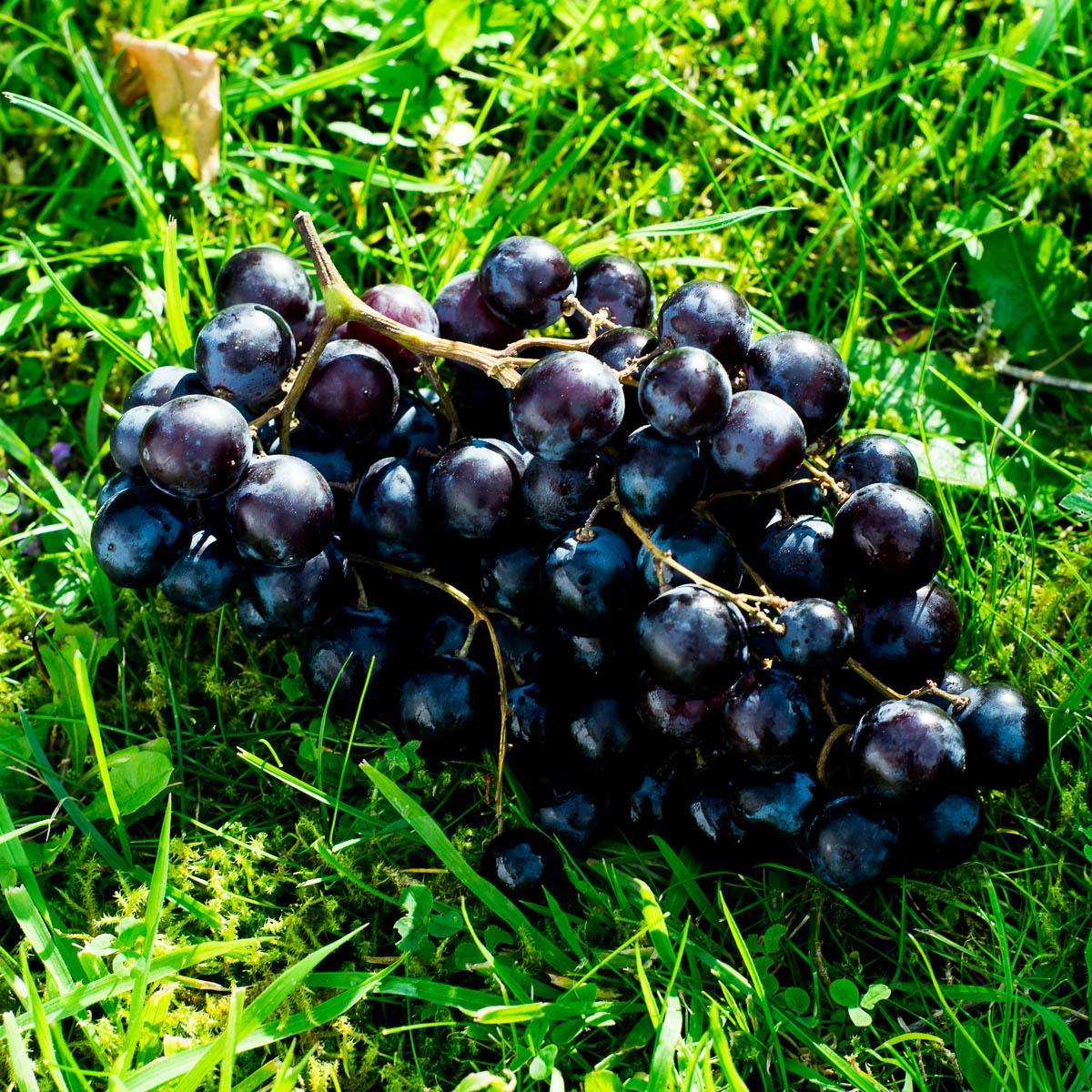 Traube Schwarze Muskateller von Hamburg