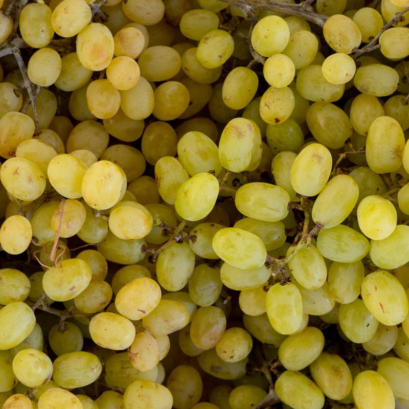 Traube weiß Moscatel