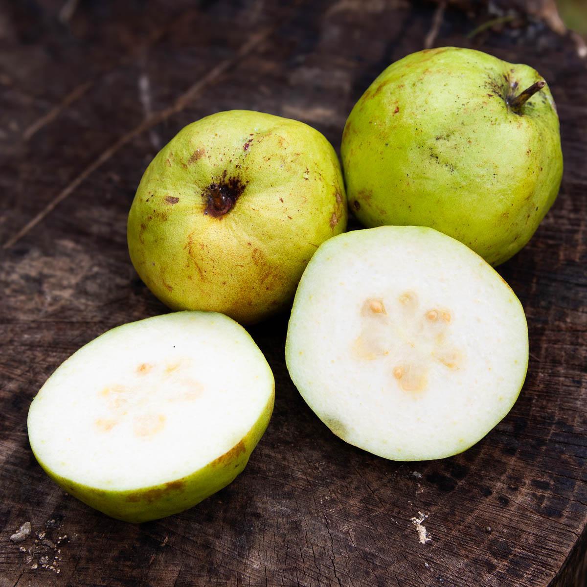 Guava weiss