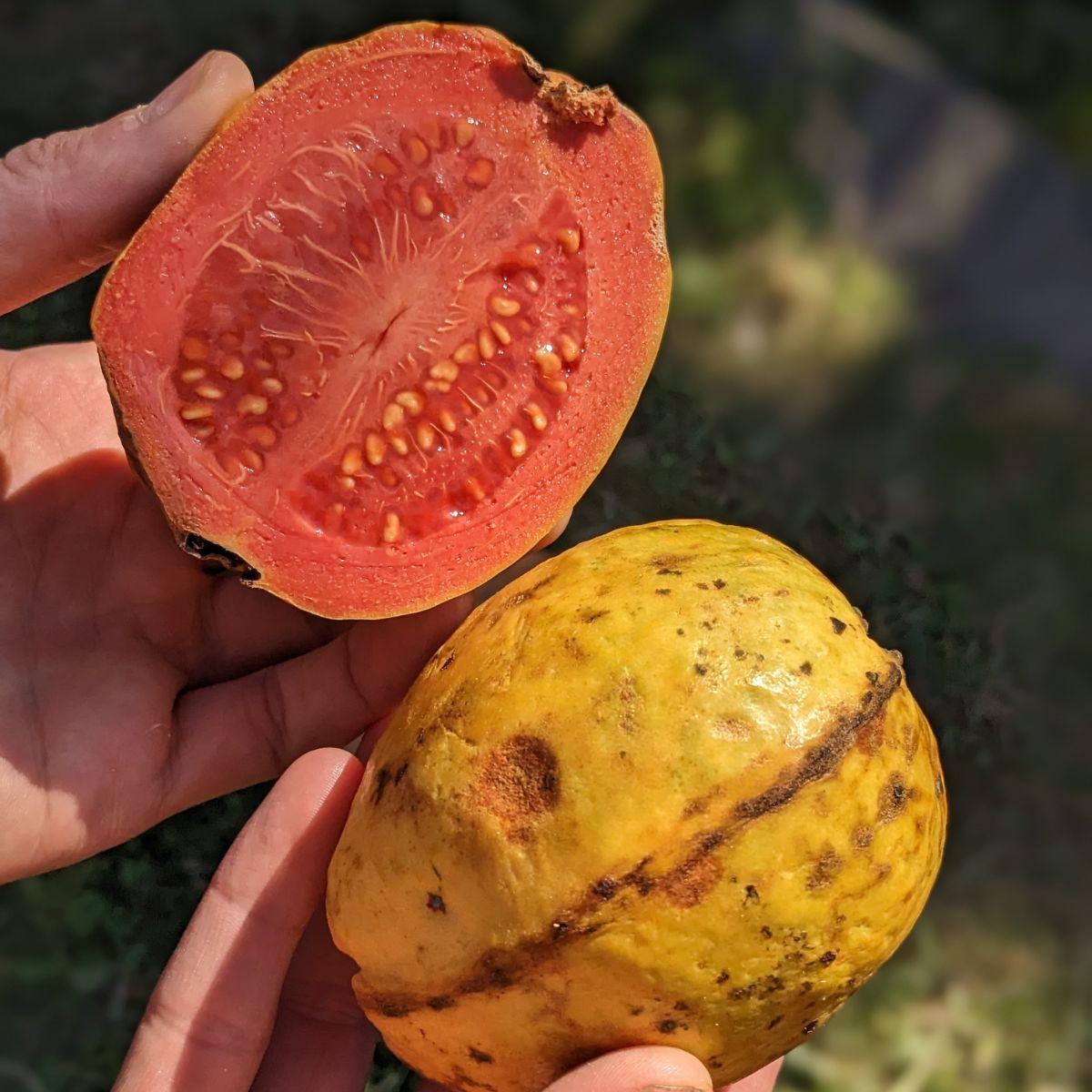 Guava