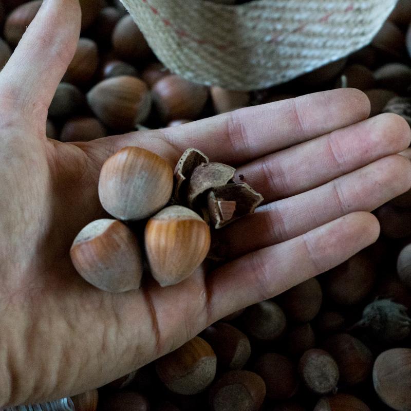 Hazelnut
