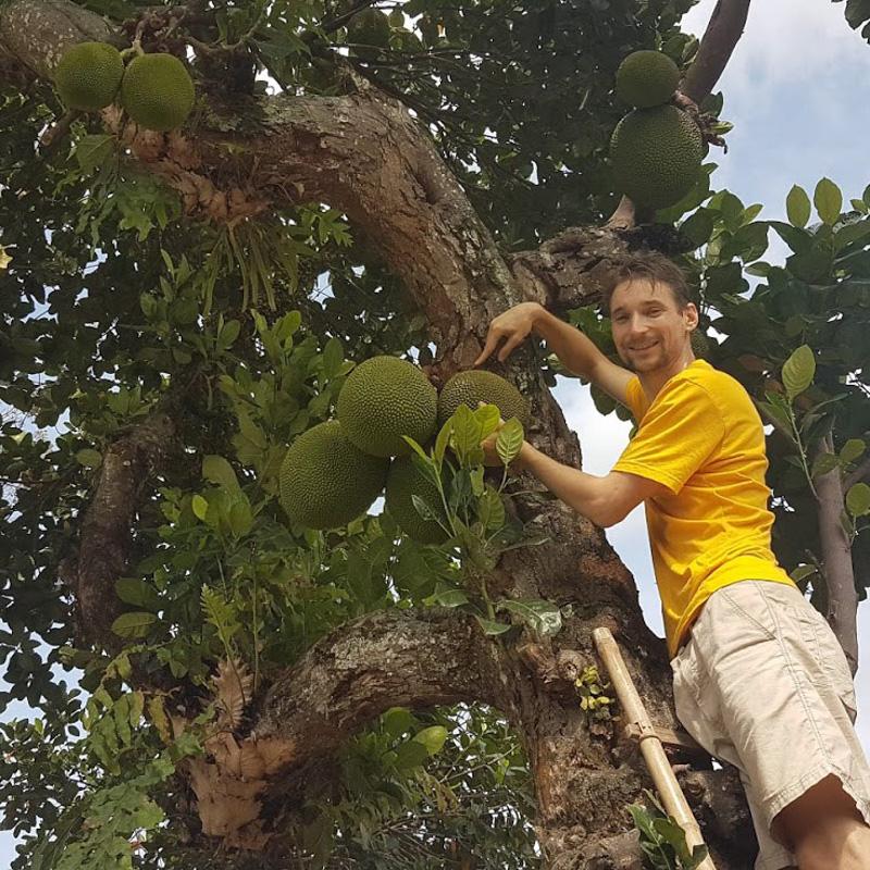 Jackfruit ripe