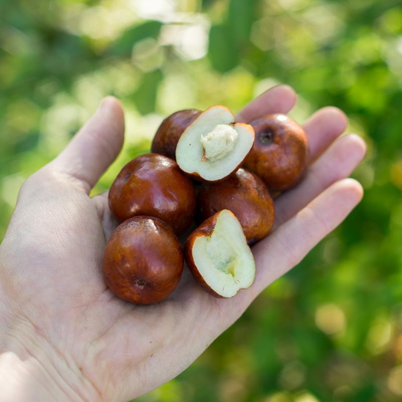 Jujube frisch