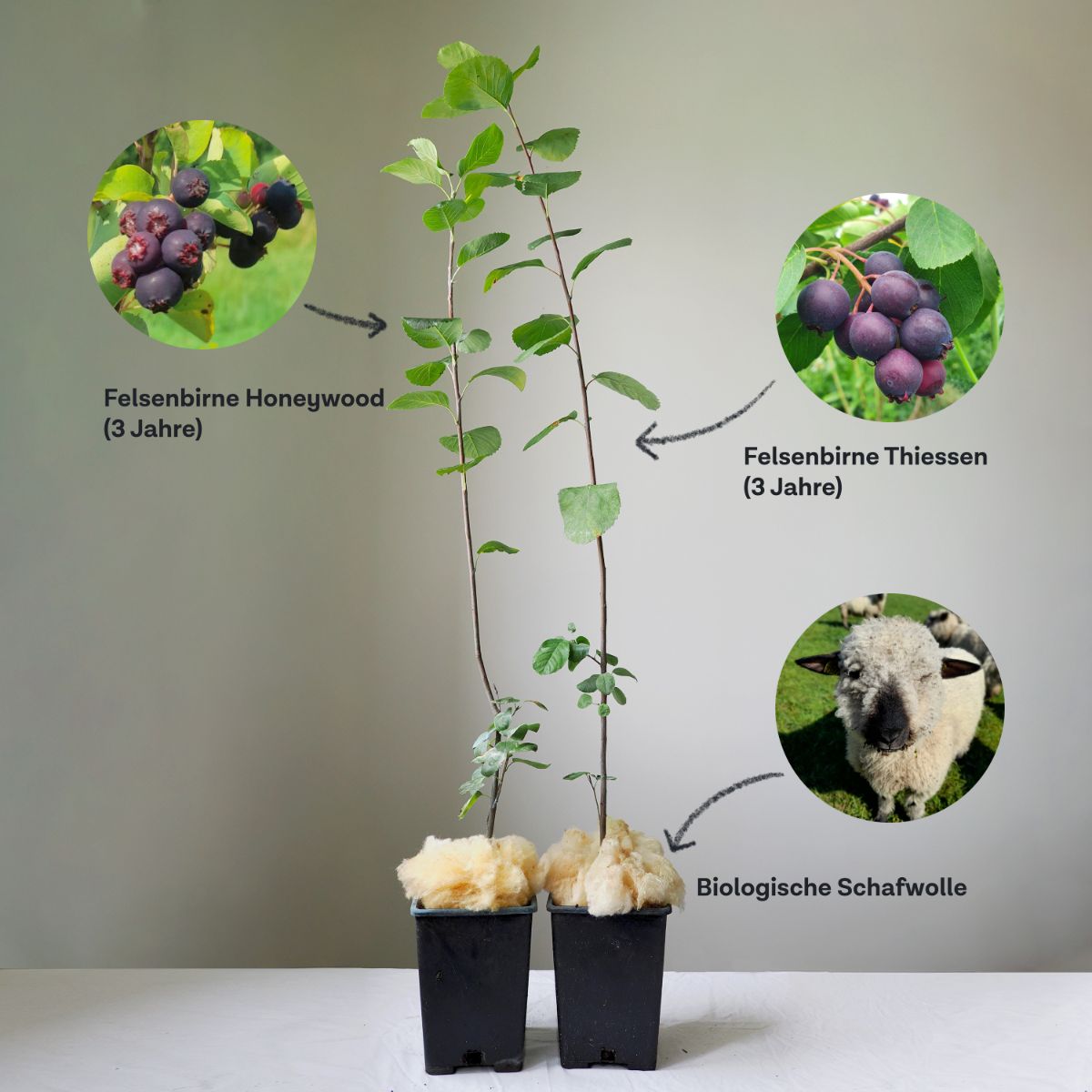 Duo of large-fruited Juneberries Honeywood & Thiessen