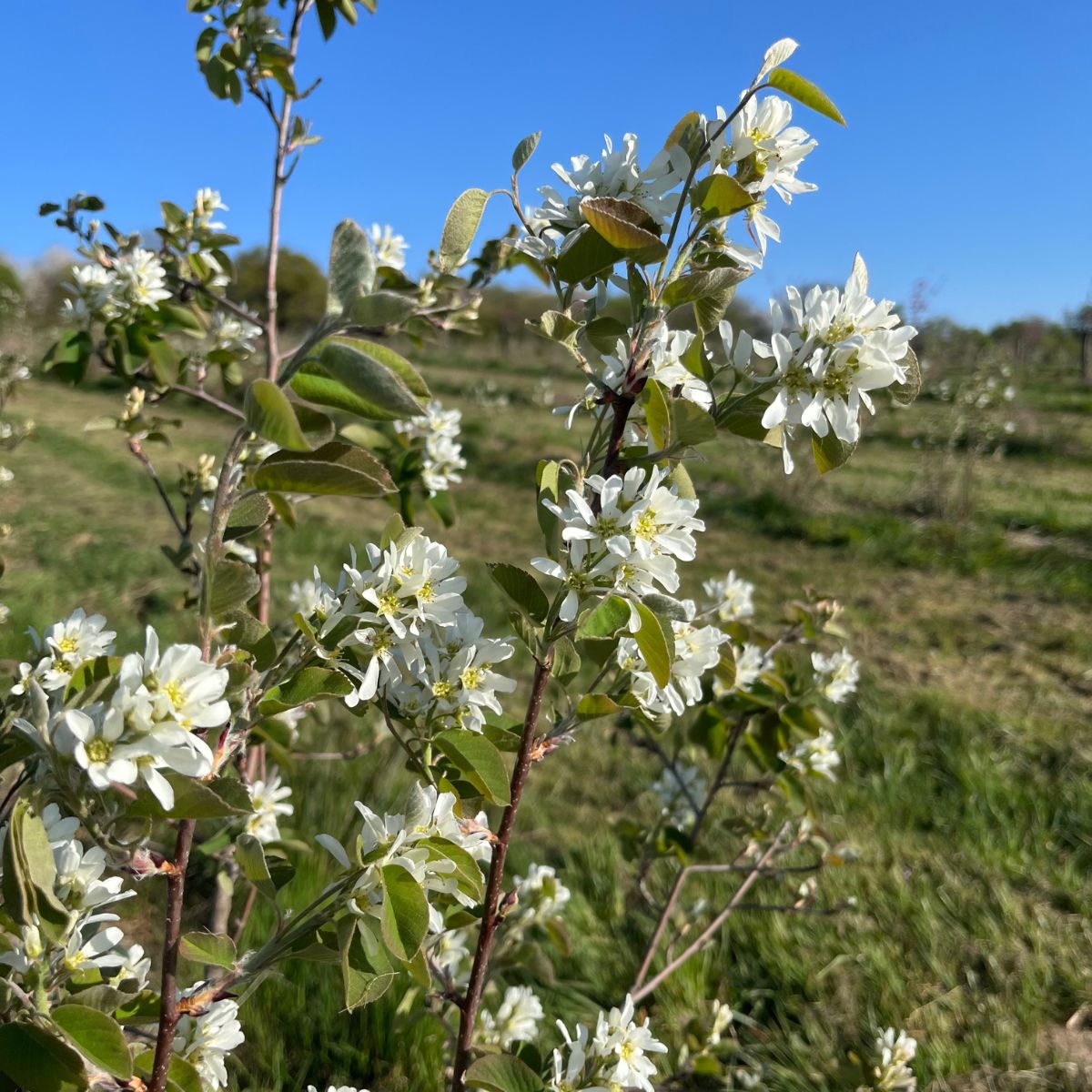 Duo of large-fruited Juneberries Honeywood & Thiessen