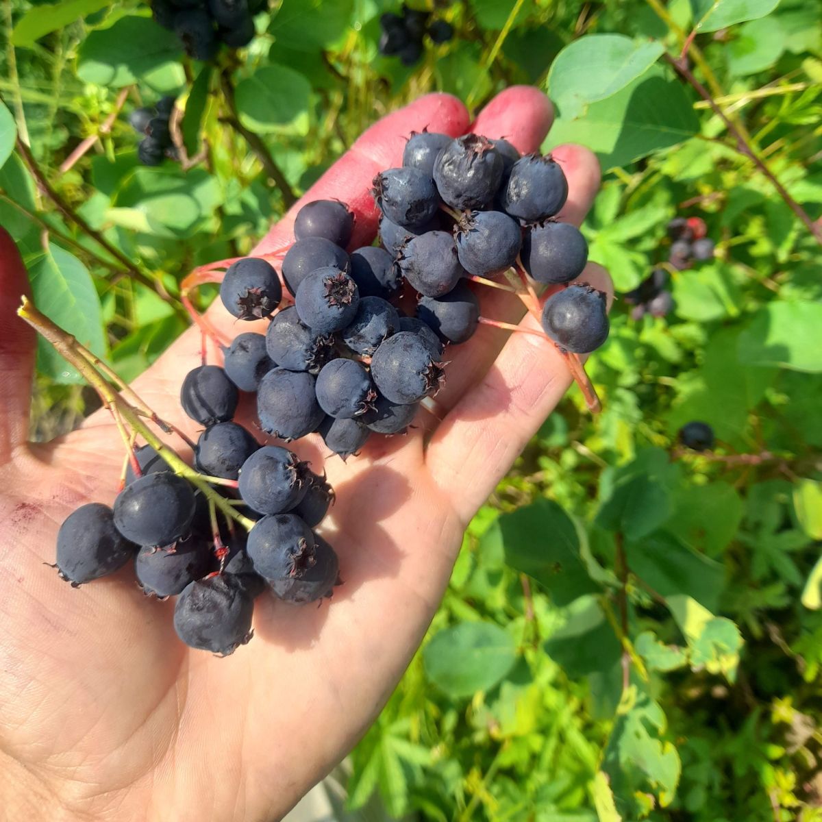Duo of large-fruited Juneberries Honeywood & Thiessen
