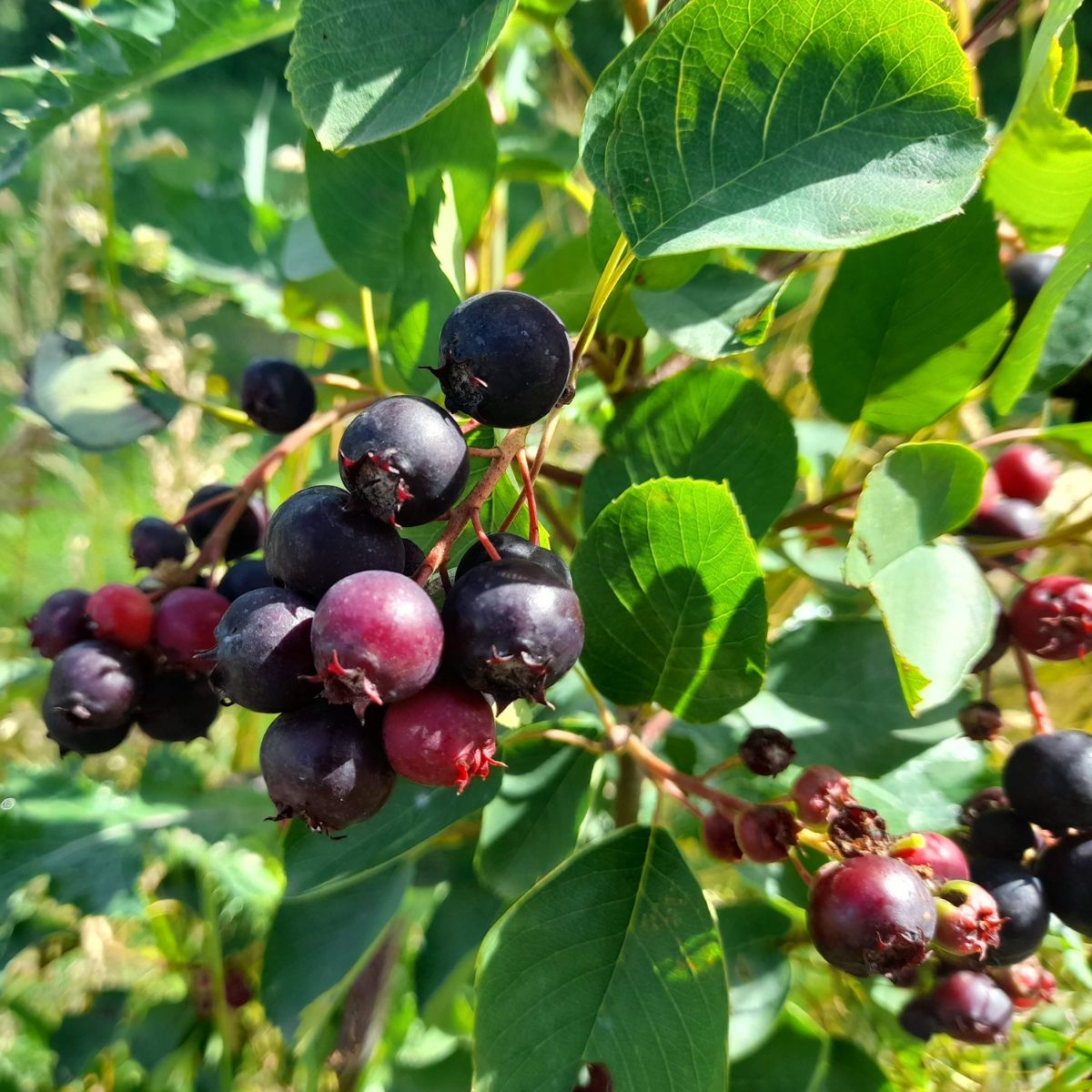 Duo of large-fruited Juneberries Honeywood & Thiessen