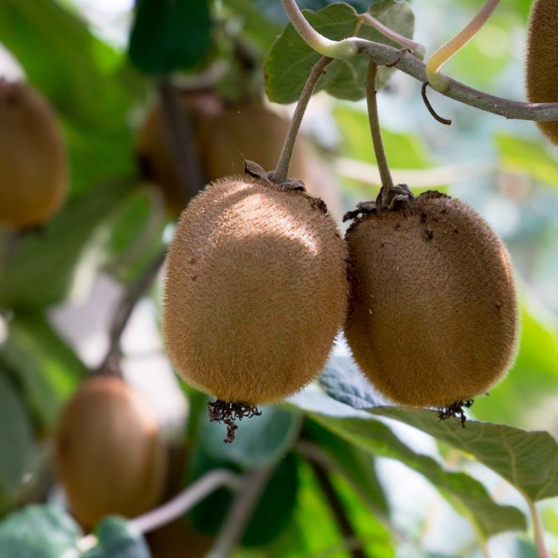 Kiwi