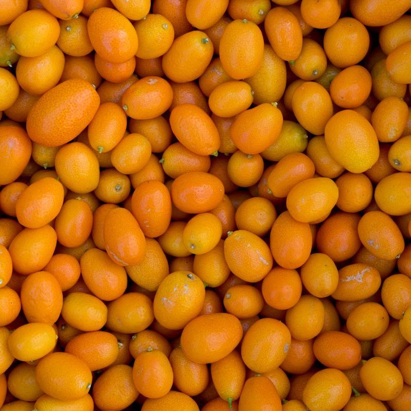 Kumquat
