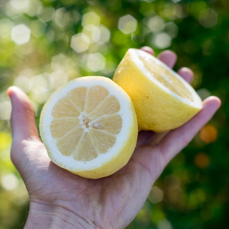 Lemon