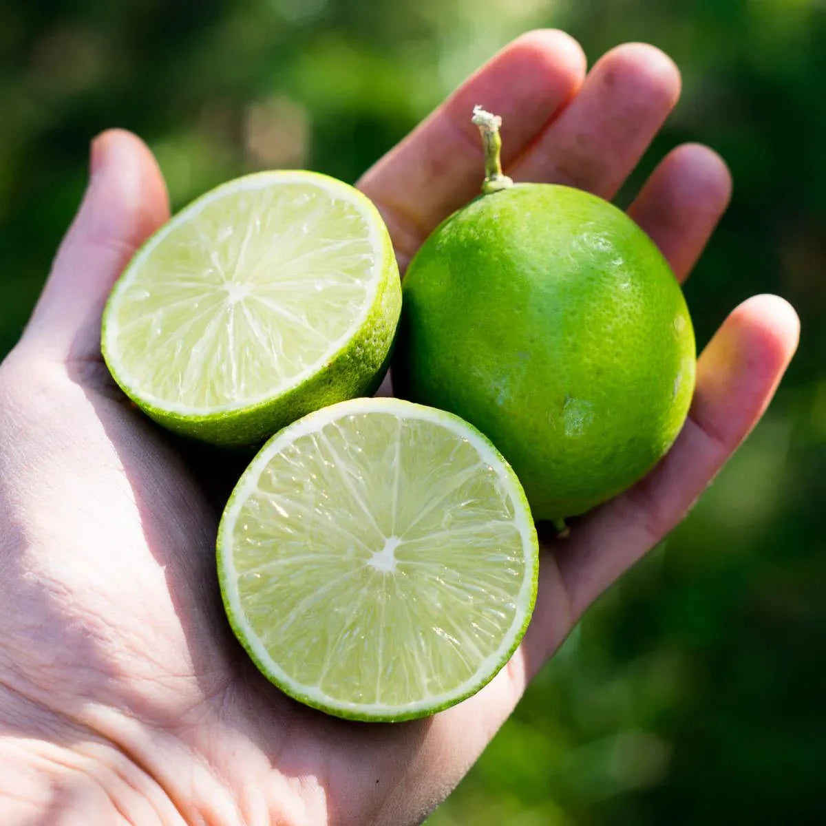 Lime