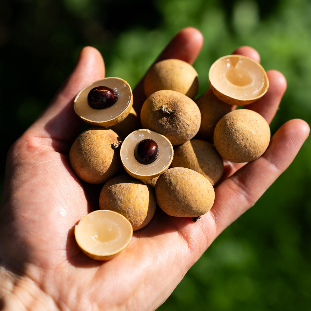 Longan