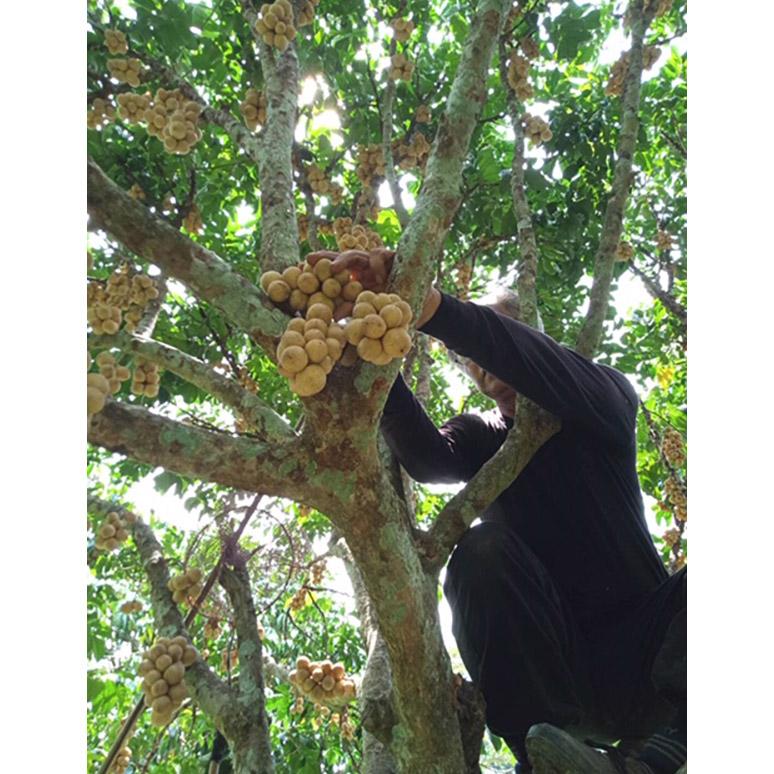 Longkong (Duku Langsat)