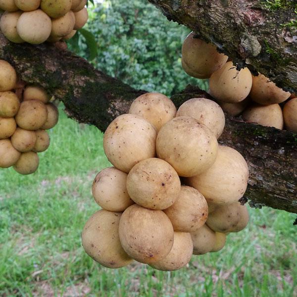 Longkong (Duku Langsat)