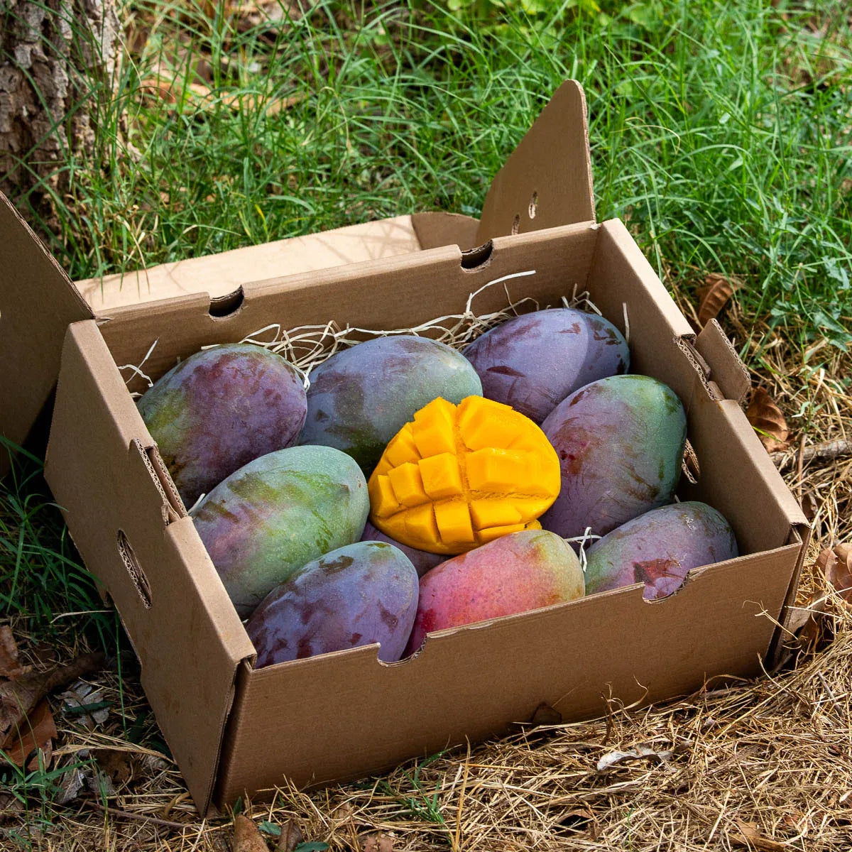 mango aufbewahren Mango Osteen frisch geliefert