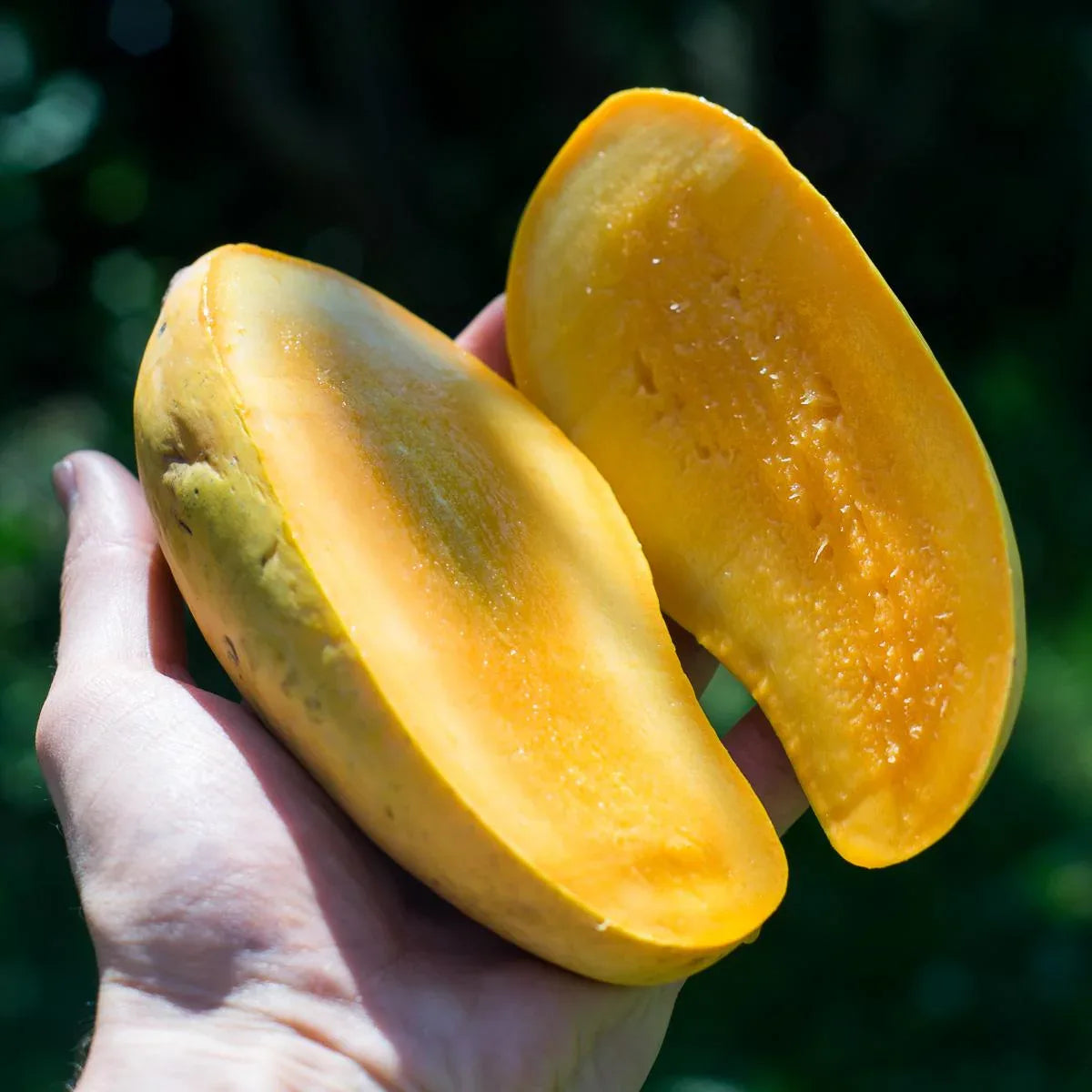 Mango Chaunsa