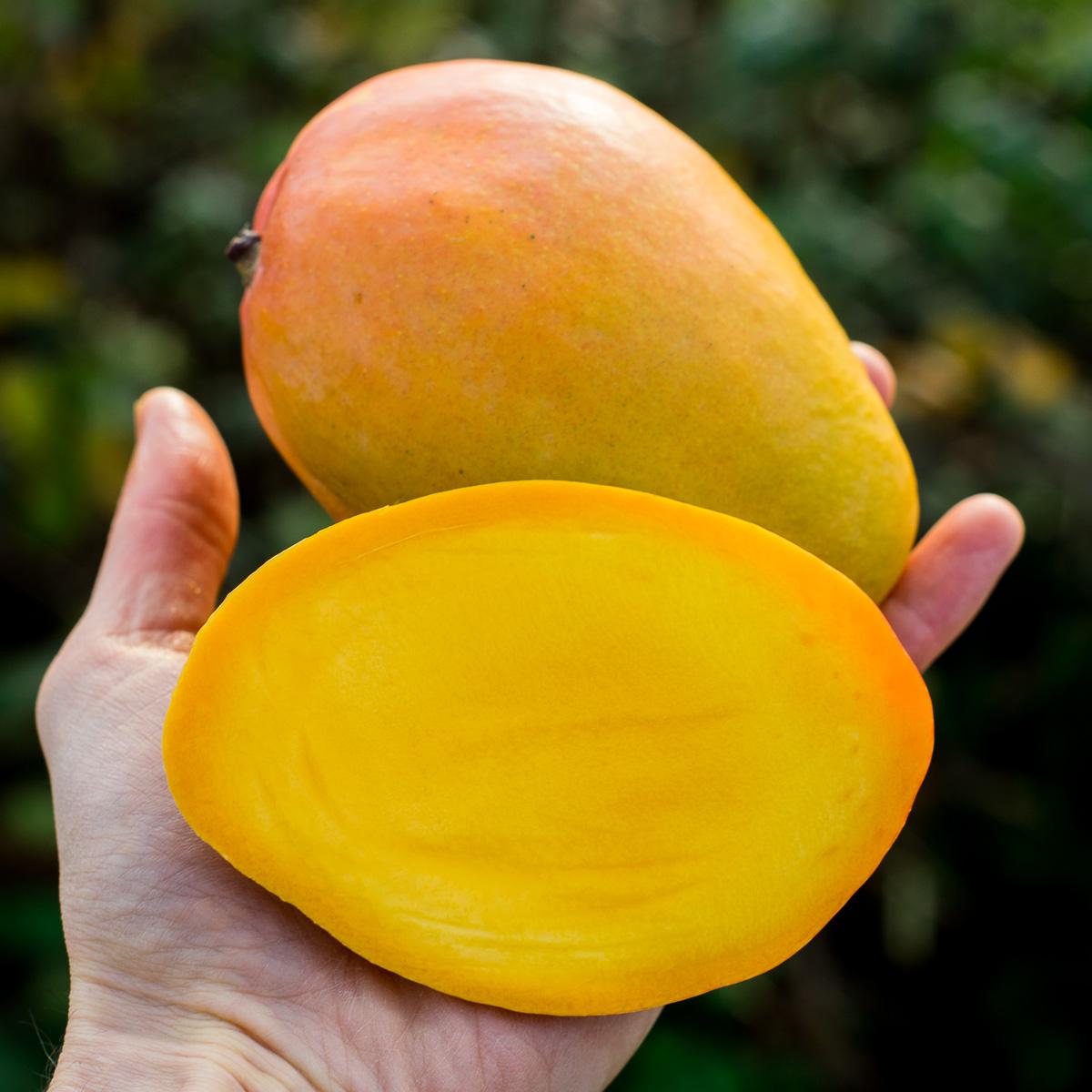 Mango Edward