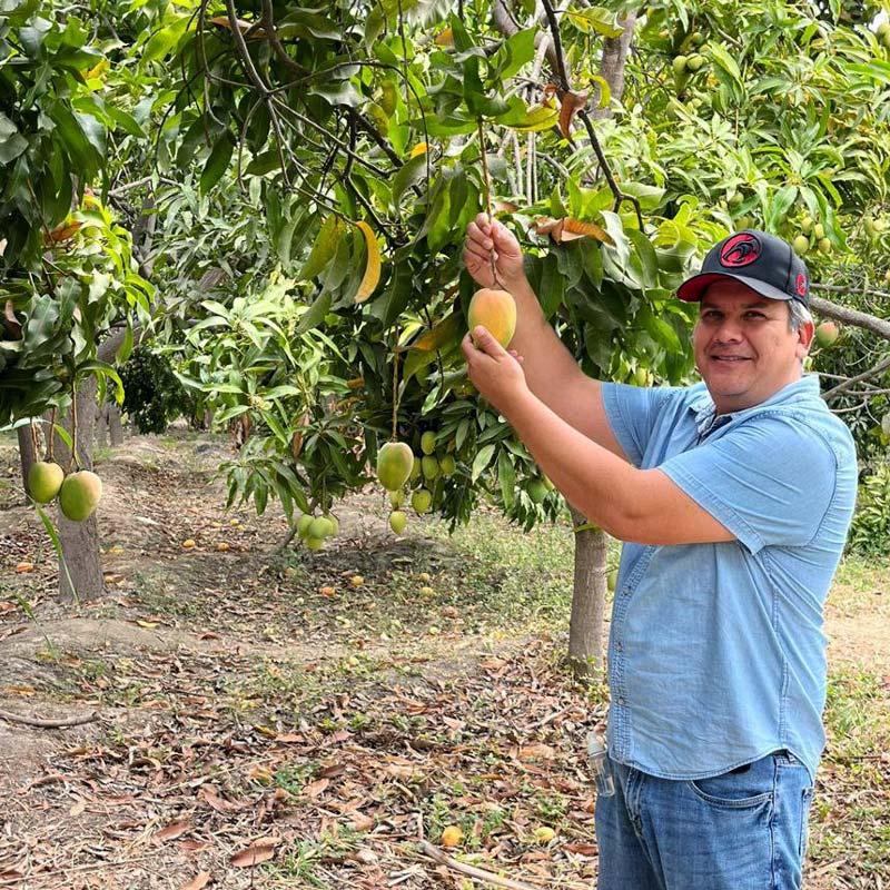 Mango Edward