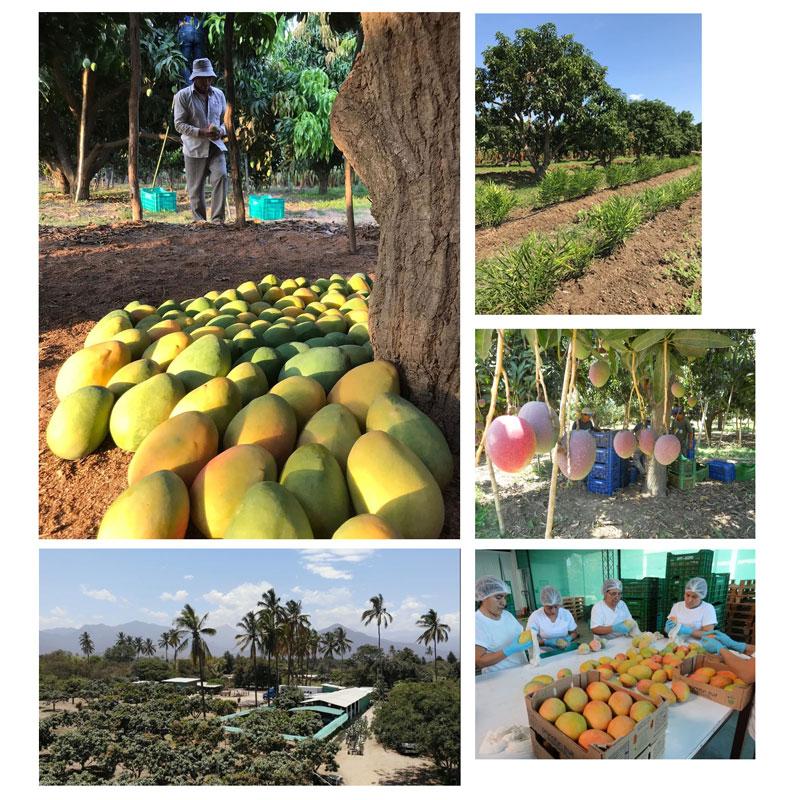 Mango Edward