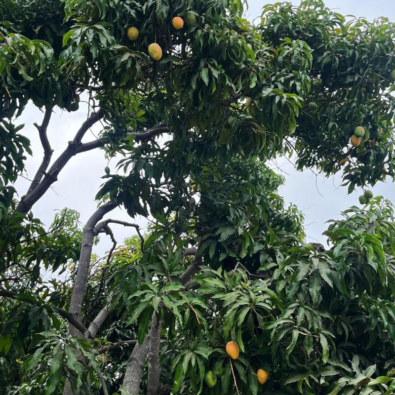 Mango Edward