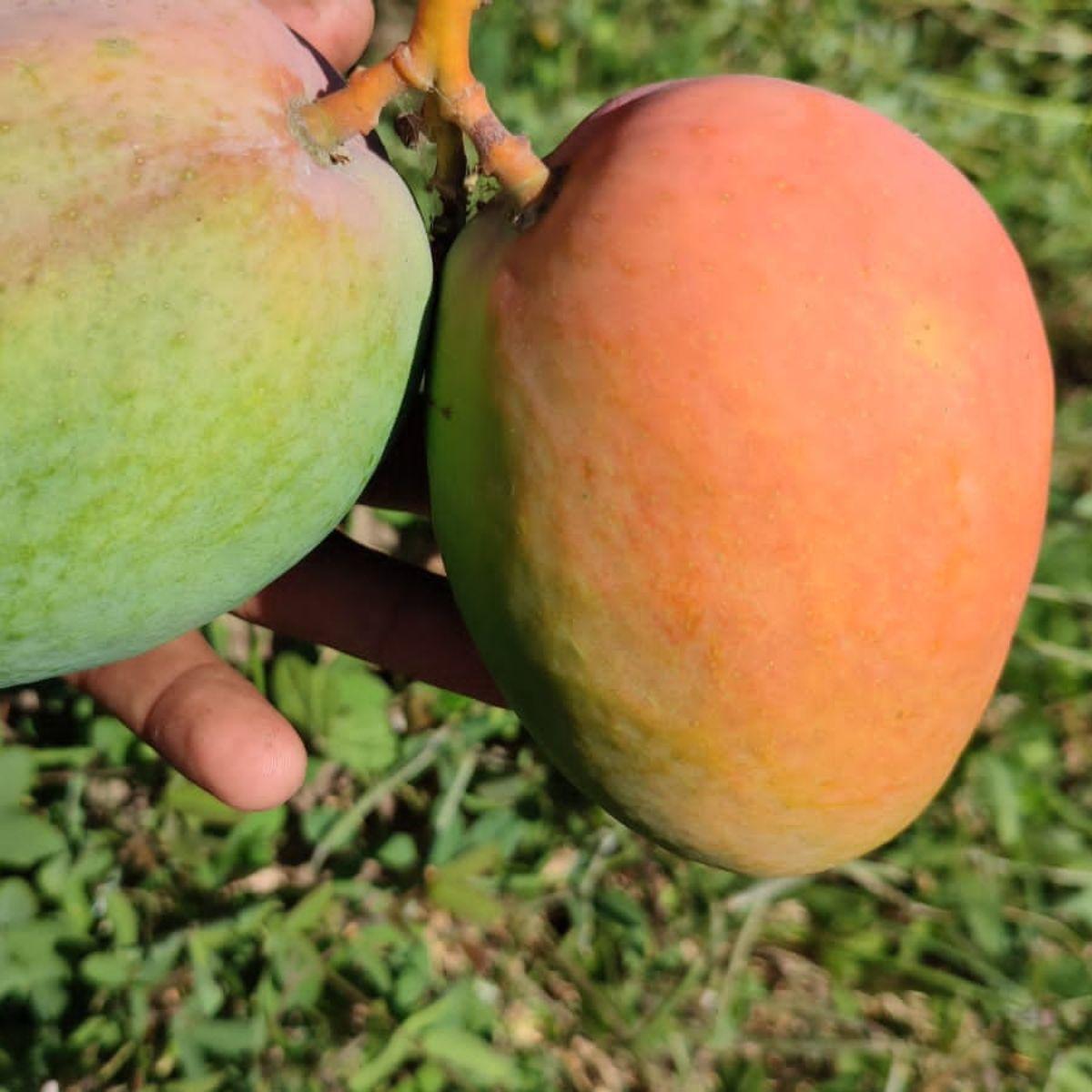 Mango Edward