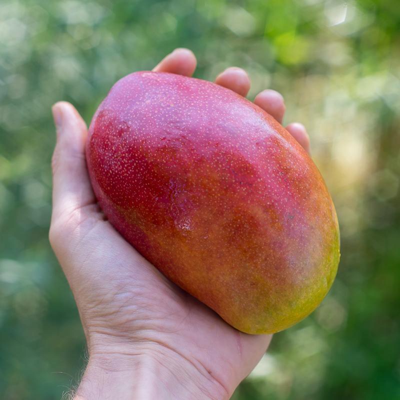 Mango Espada