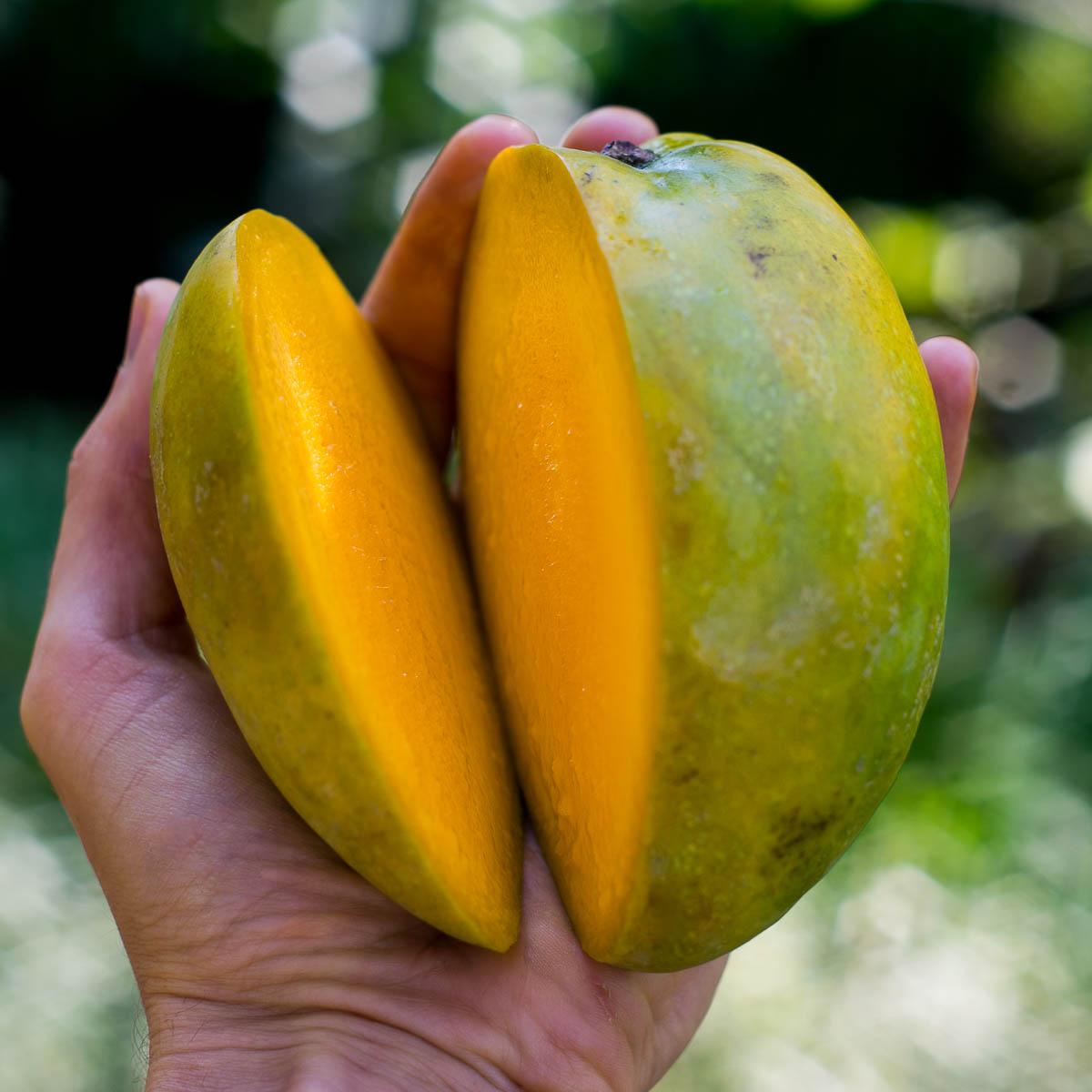 Mango Glen