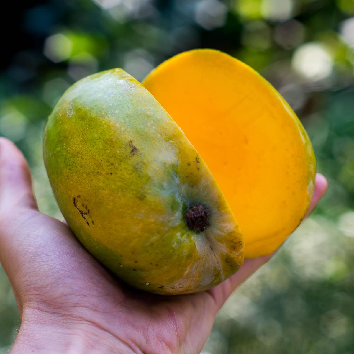 Mango Glen