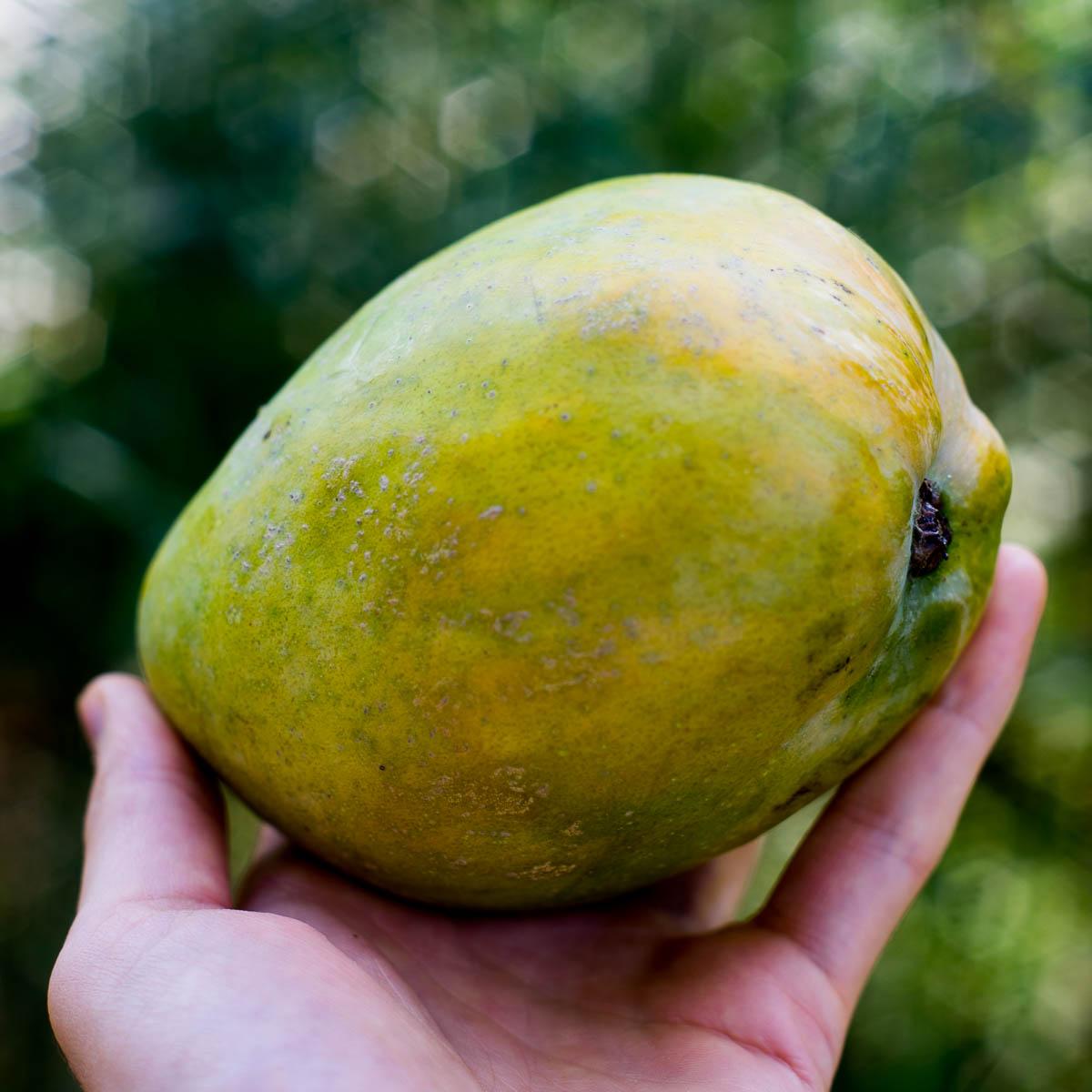 Mango Glen